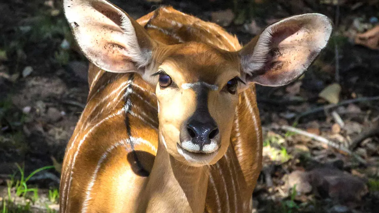 Female nyala