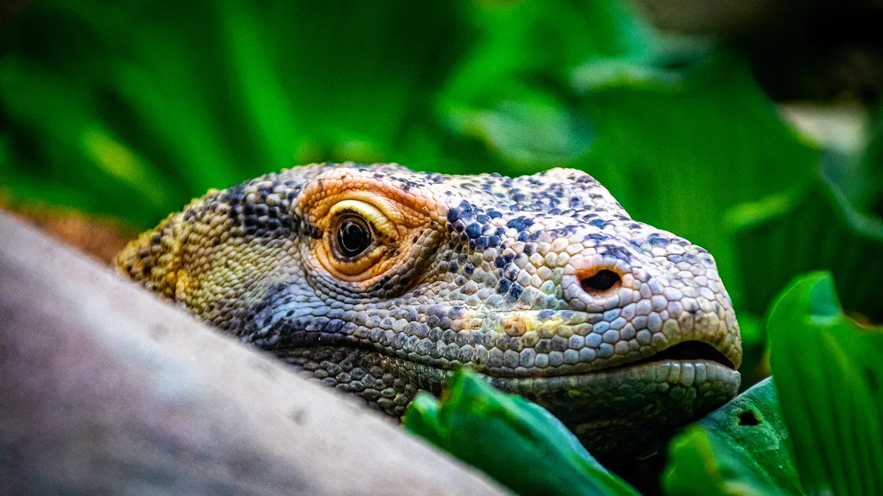  Komodo dragon, Komodo National Park