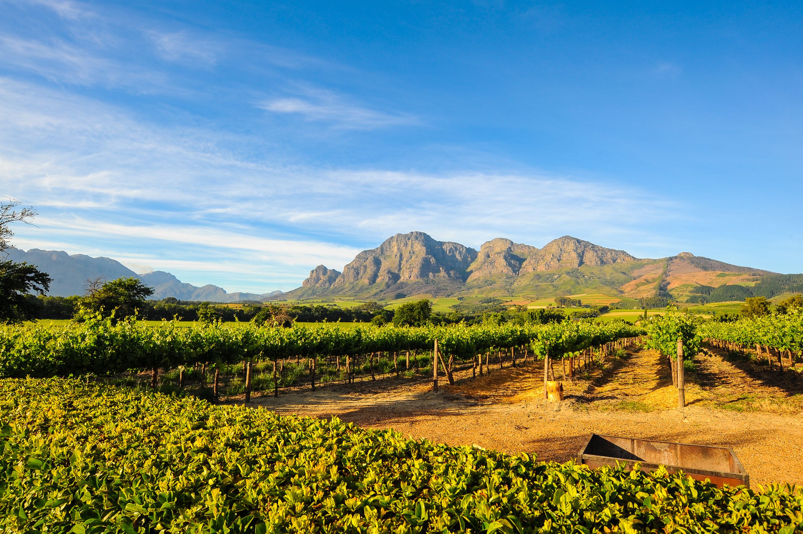  Stellenbosch vineyards, Cape Winelands