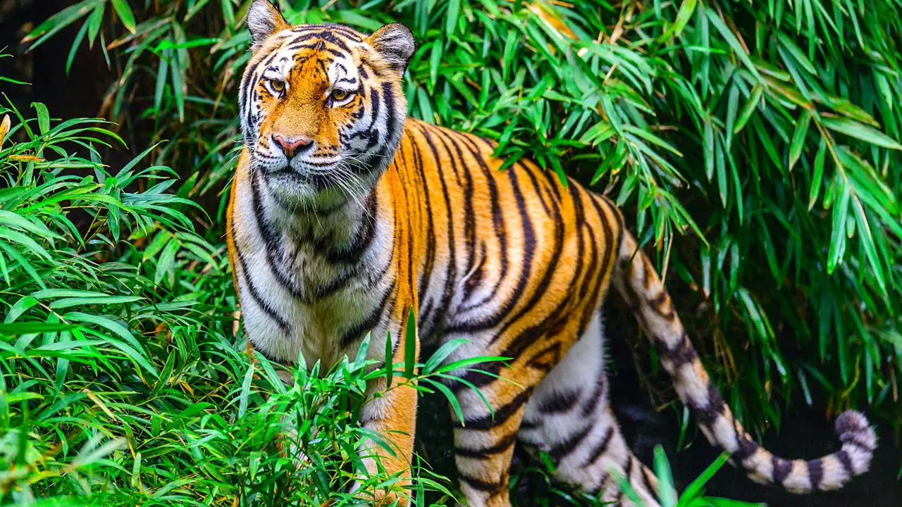 Bengal tiger, Kanha National Park