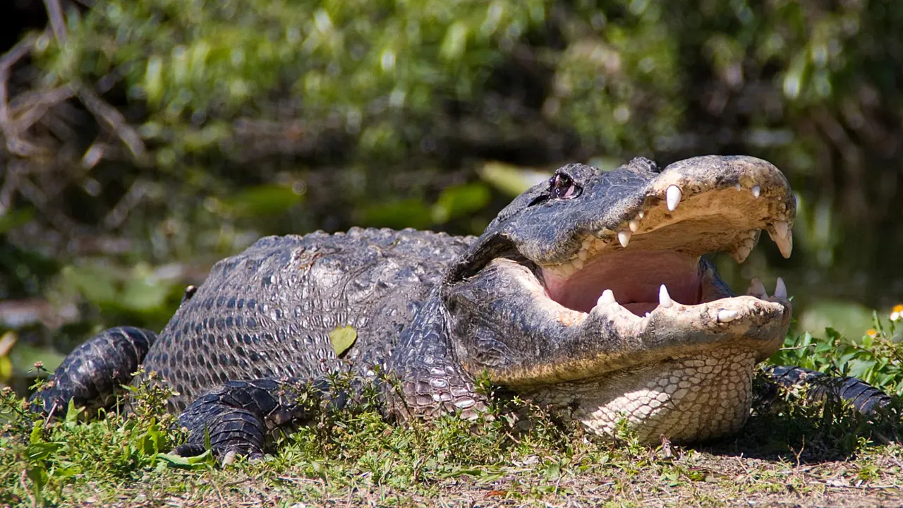 Alligator