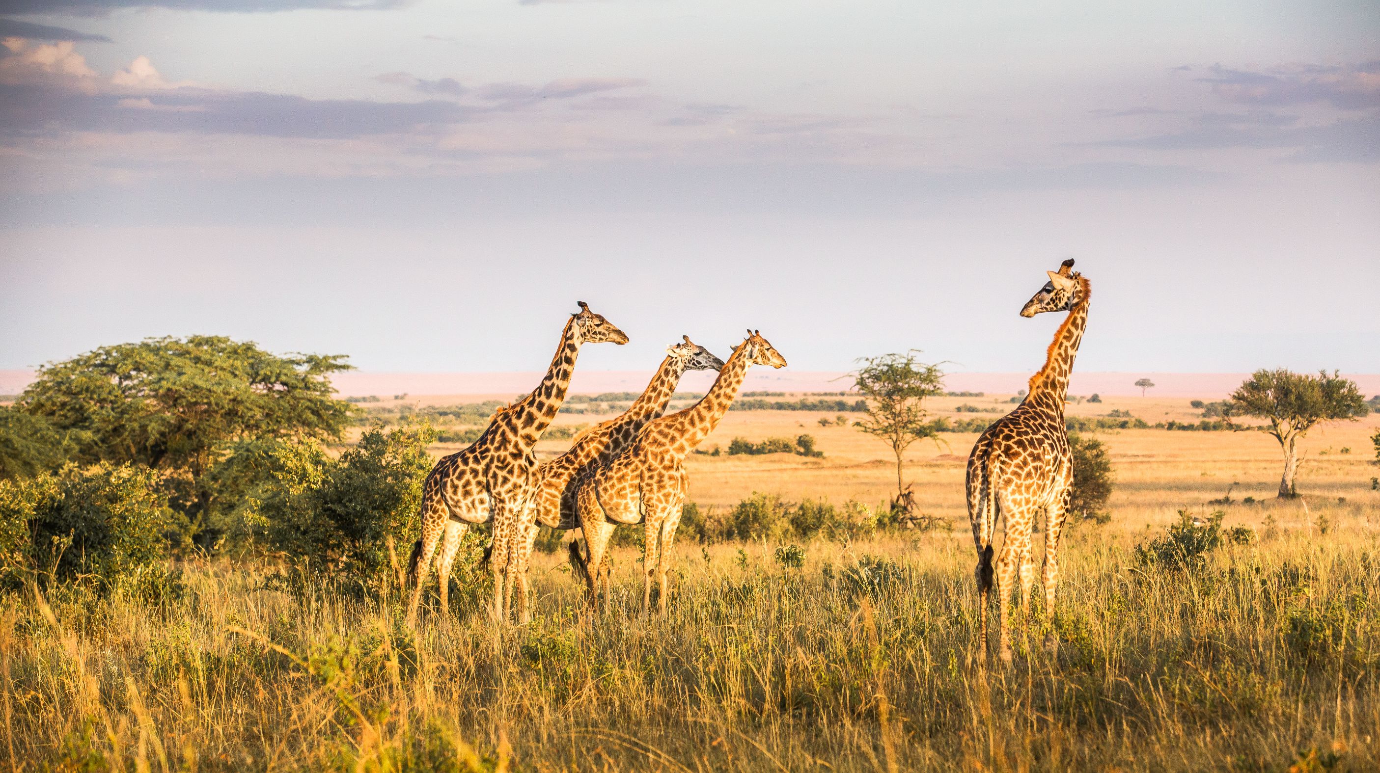 Giraffes