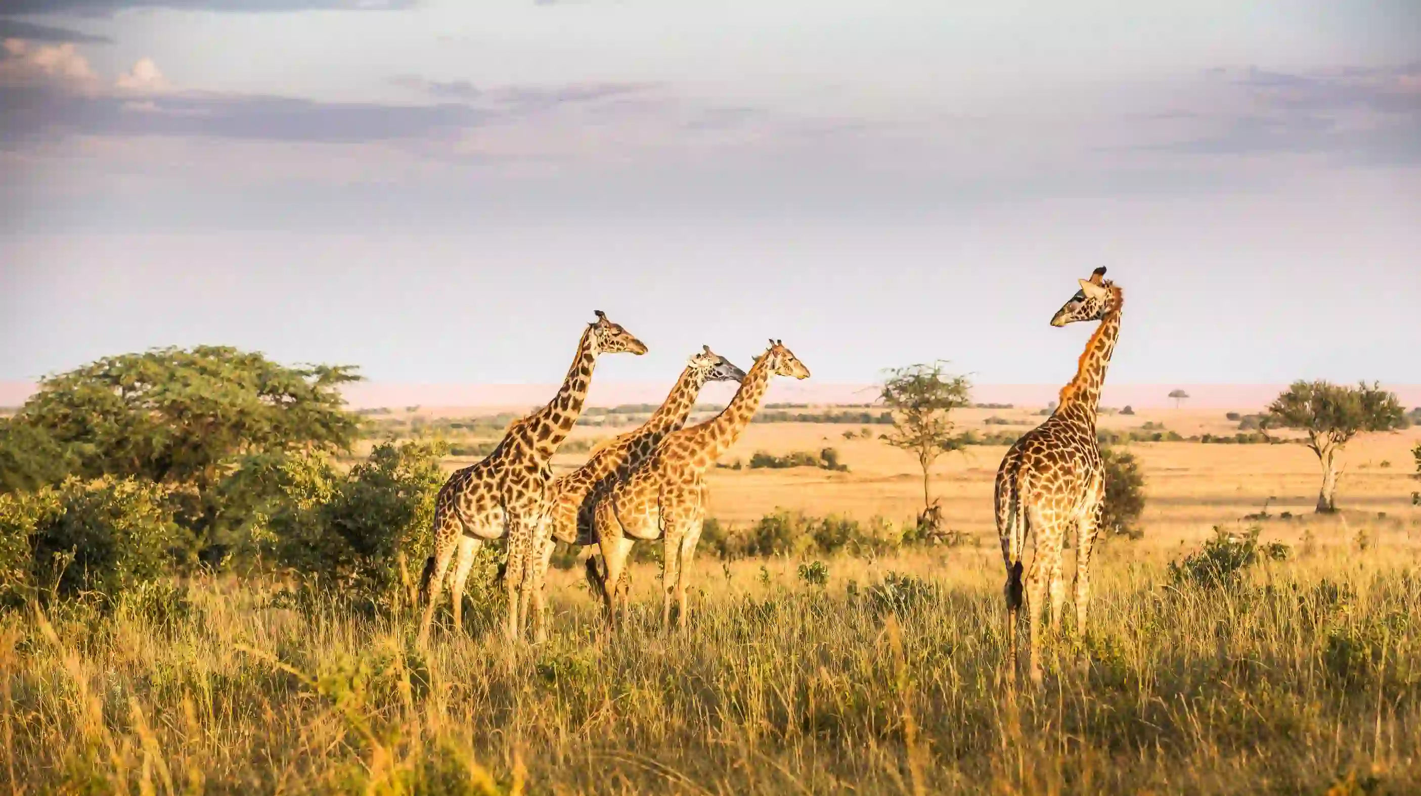 Giraffes