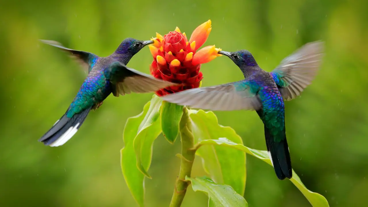 Violet sabrewing hummingbird