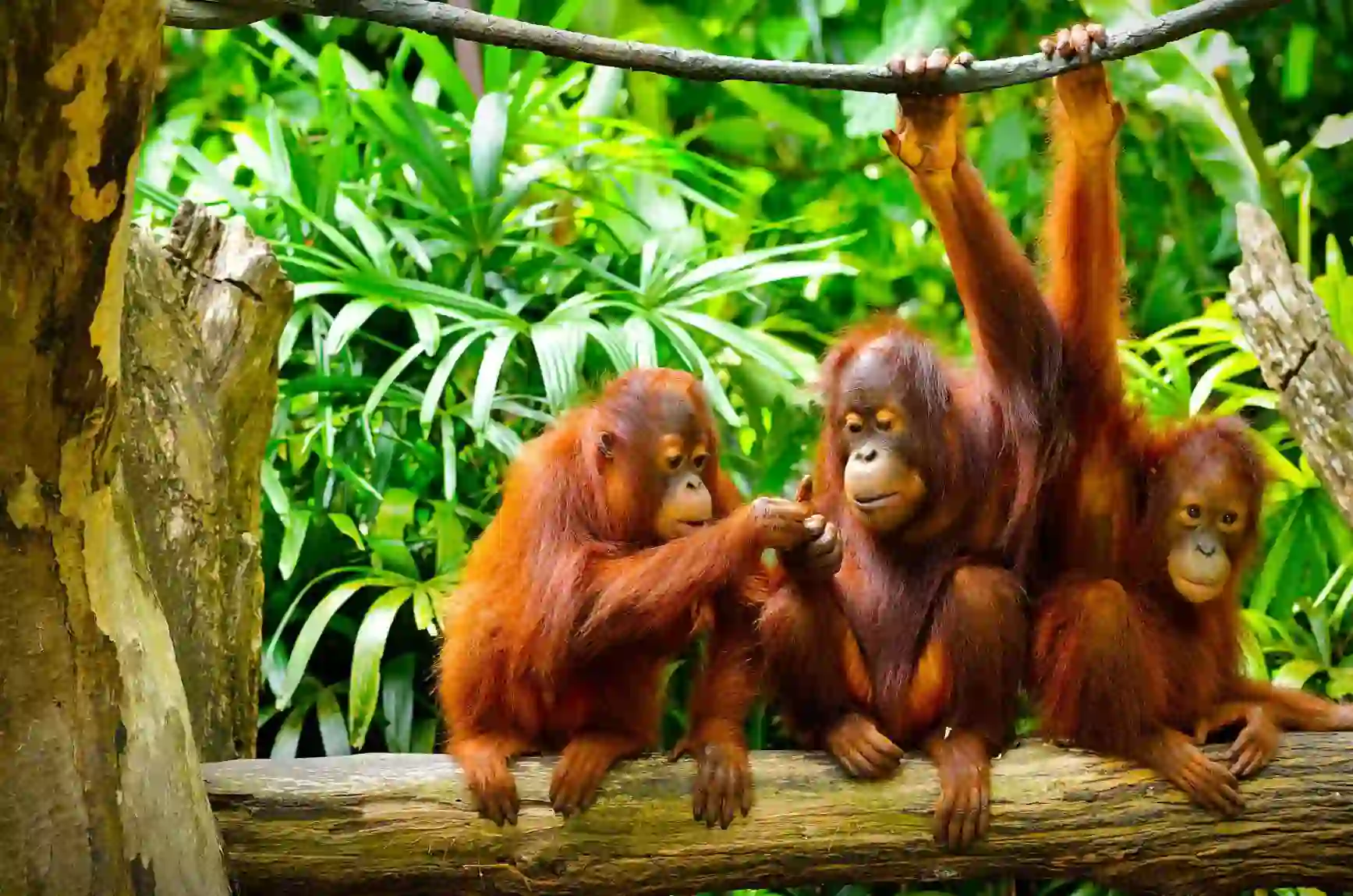 Three orangutans sitting and playing on a tree branch in a lush tropical rainforest in Borneo