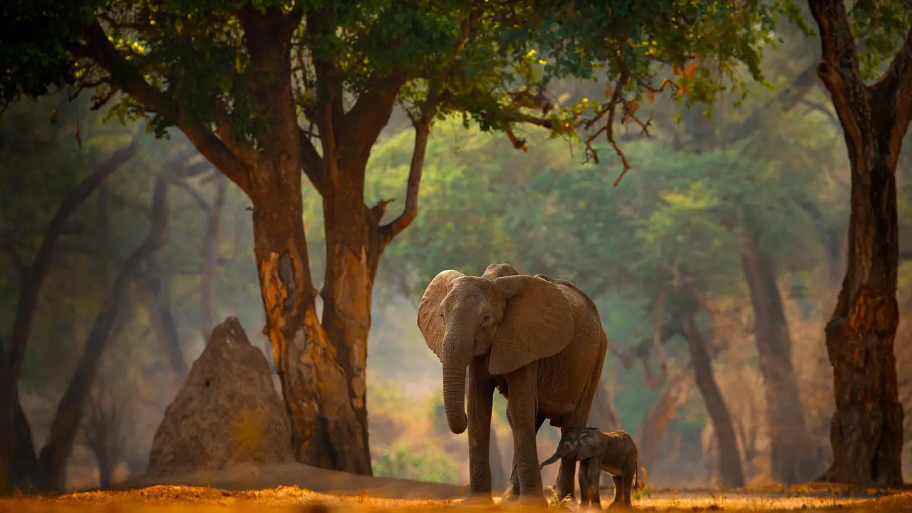 Elephant and calf