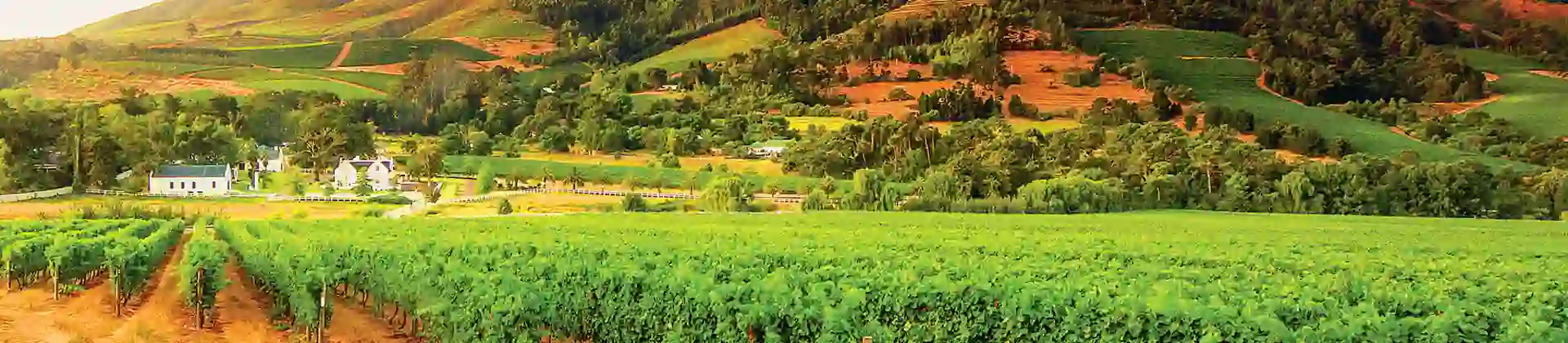 Vineyards and Helderberg Mountain near Stellenbosch, Western Cape