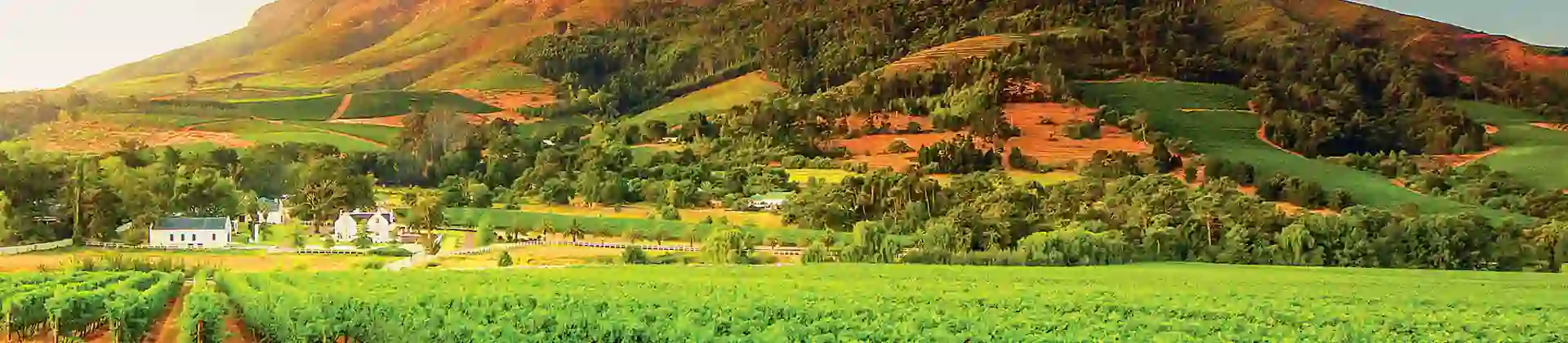 Vineyards and Helderberg Mountain near Stellenbosch, Western Cape