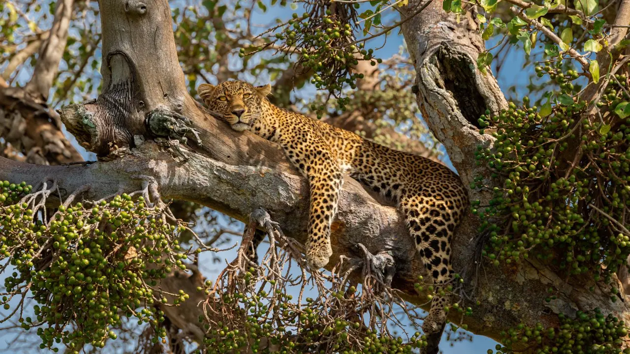 Leopard