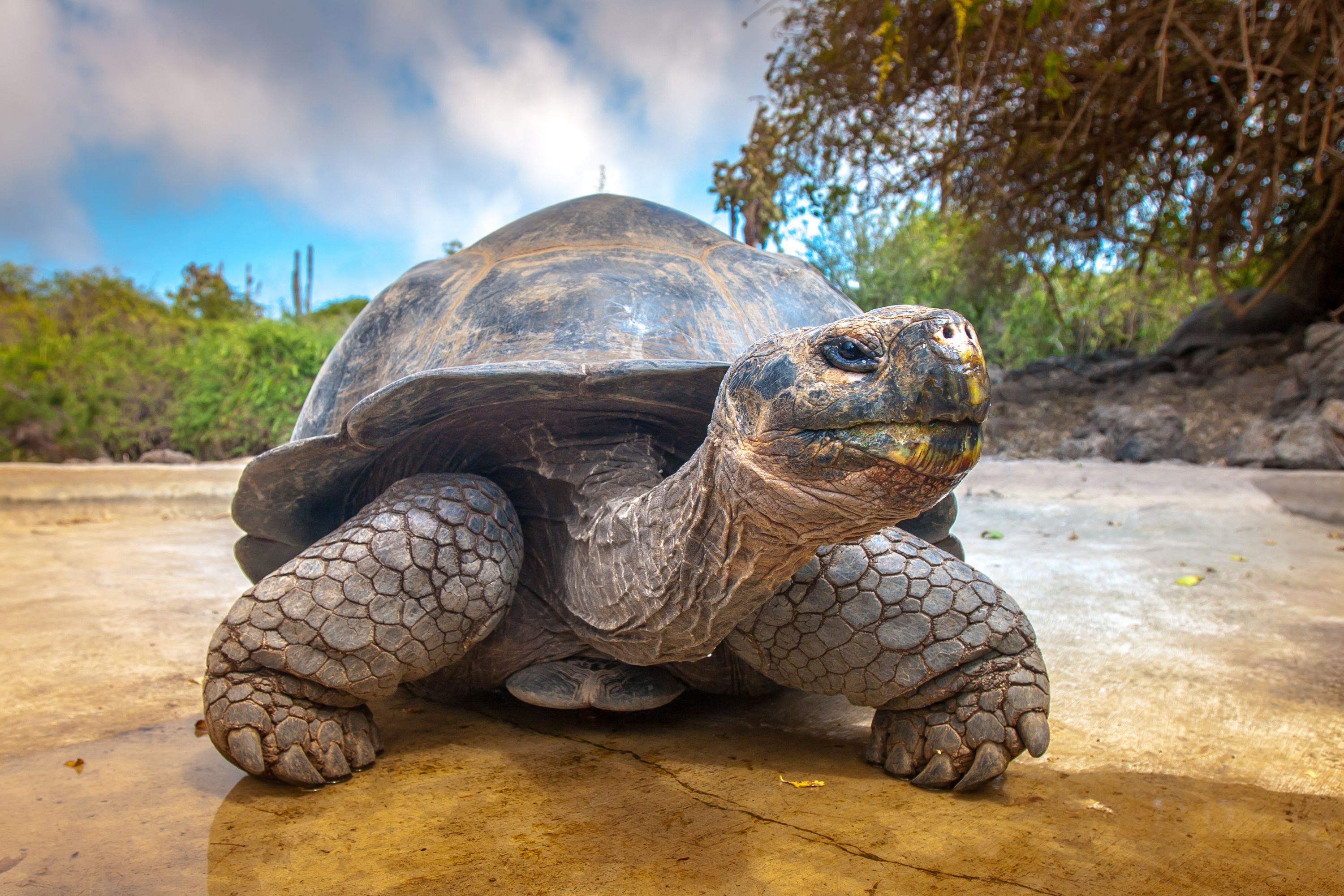 Giant tortoise, Galapagos Islands,