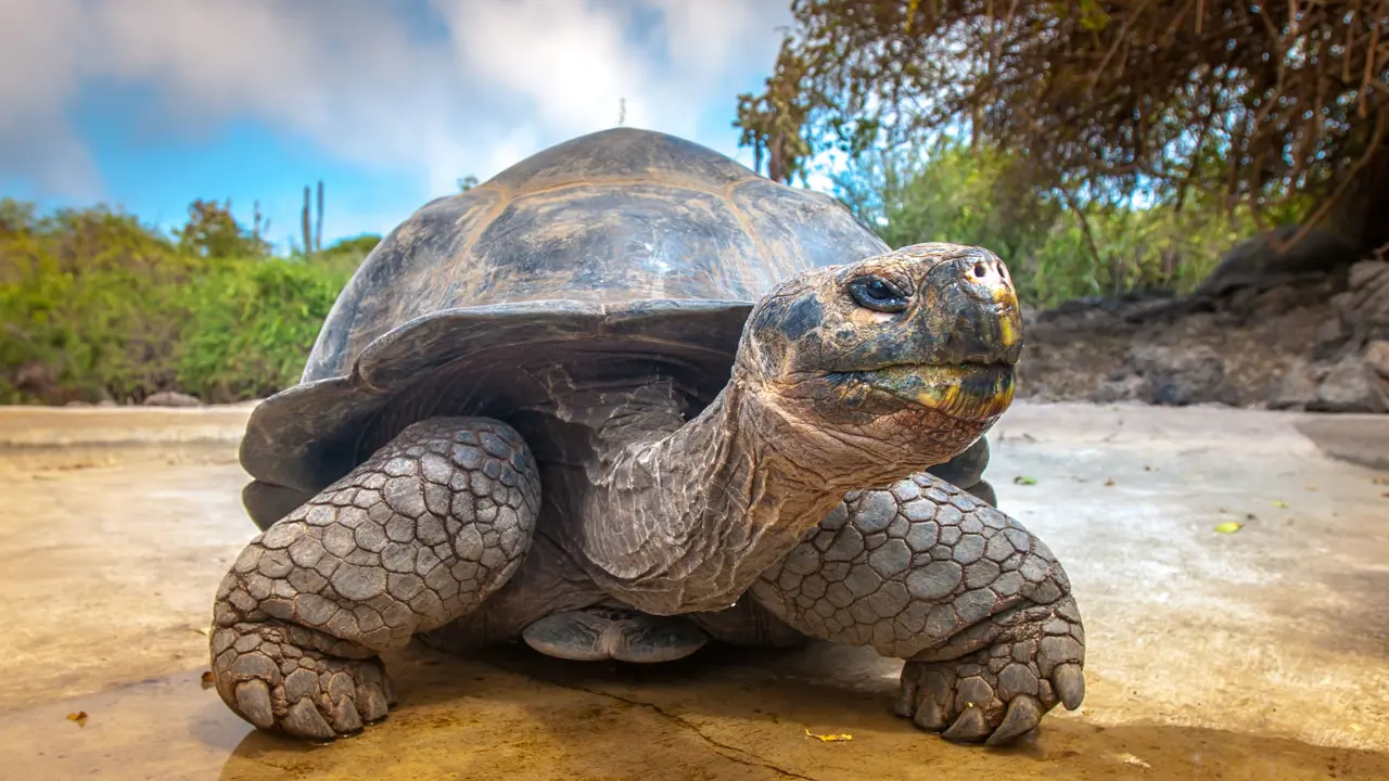 Giant tortoise, Galapagos Islands,