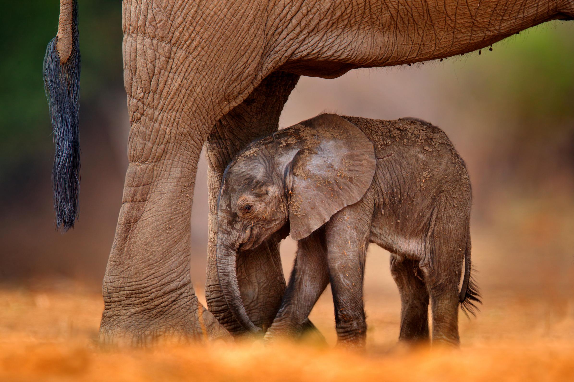 Elephant calf, Karongwe Game Reserve