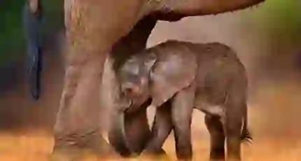 Elephant calf, Karongwe Game Reserve
