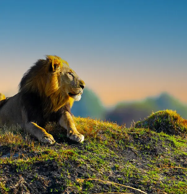 Male lion, Hwange National Park