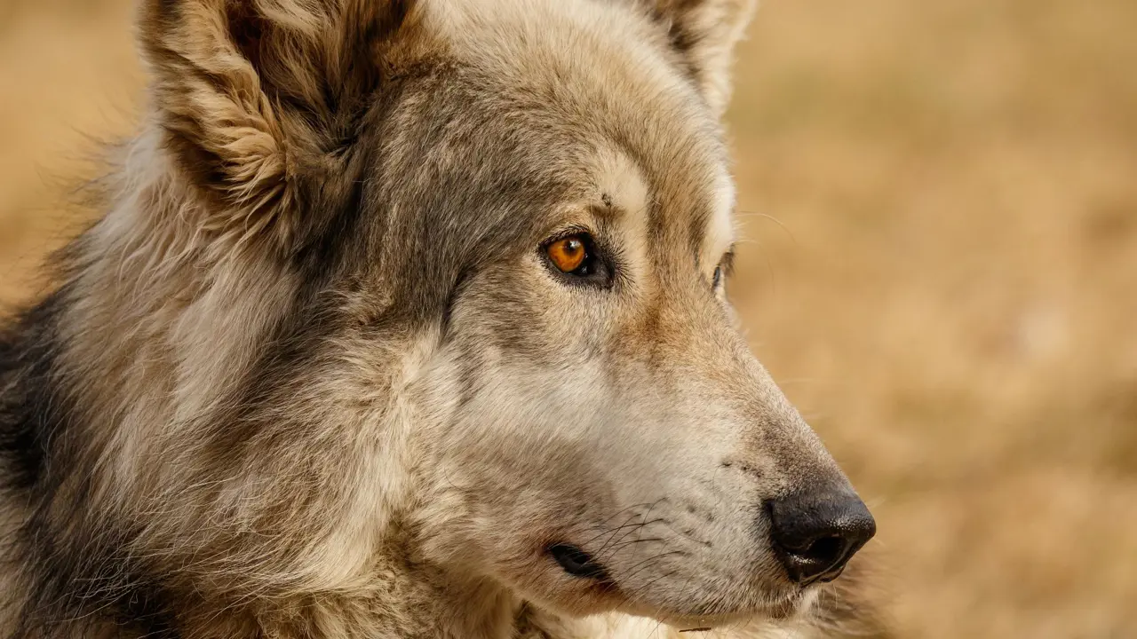 Canadian wolf