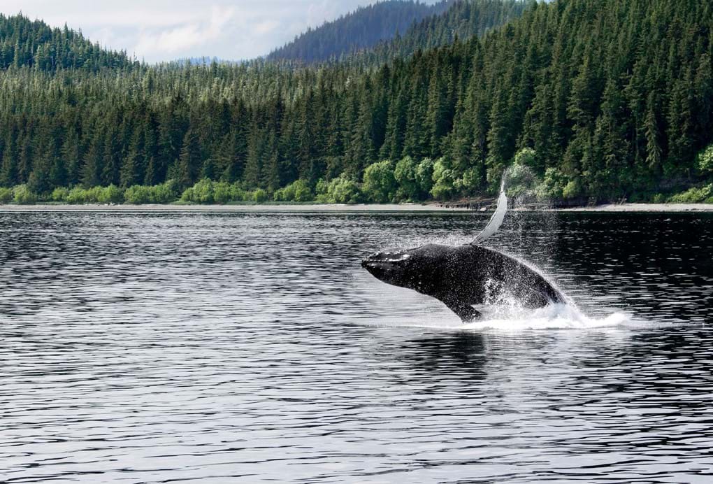 Gettyimages 562437743 A Juvenile Humpback Whale Canada