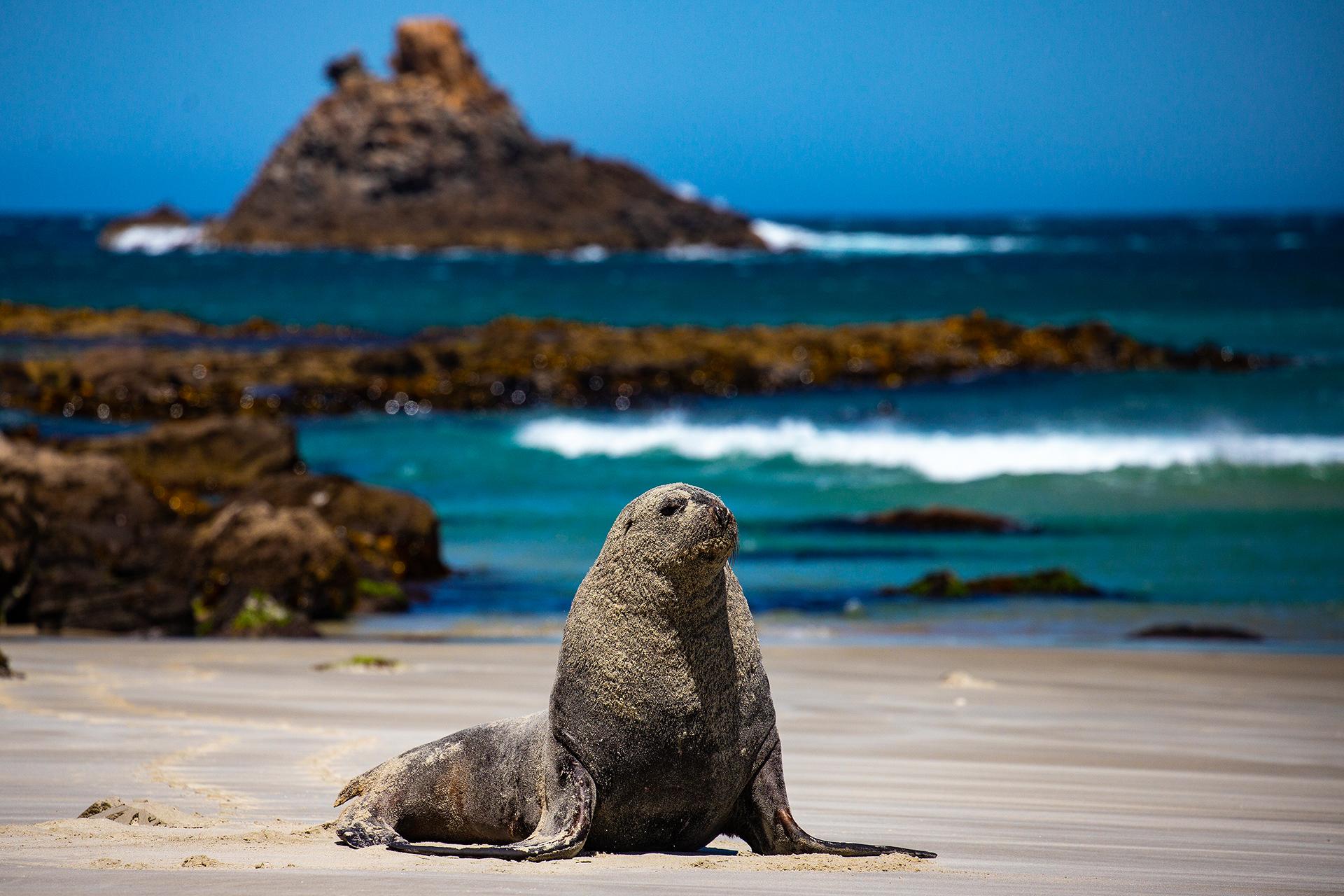 Sea lion, Sandfly Bay, Otago Peninsula, New Zealand