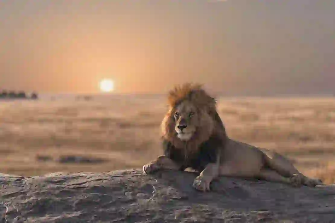 Four countries for an unforgettable safari holiday