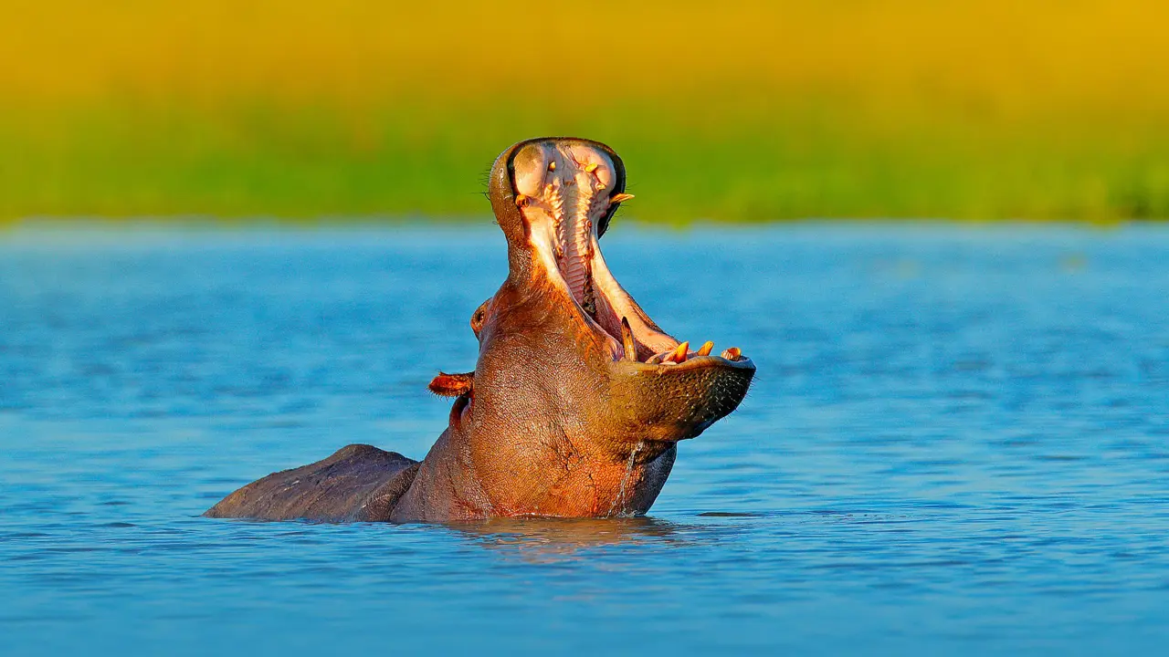 Hippo