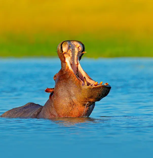Hippo