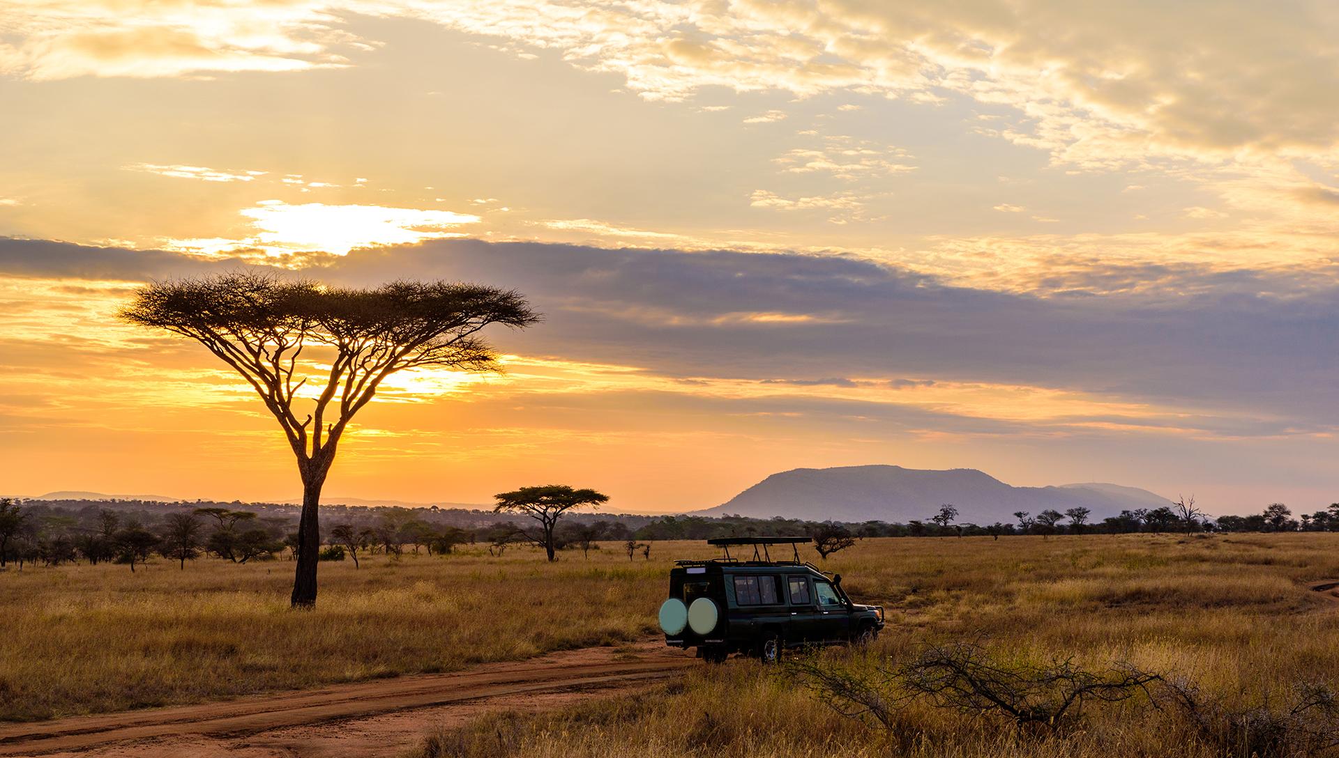 Game drive, Limpopo
