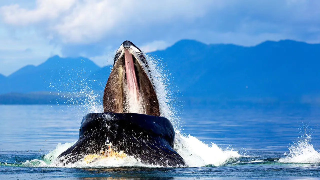 Humpback whale