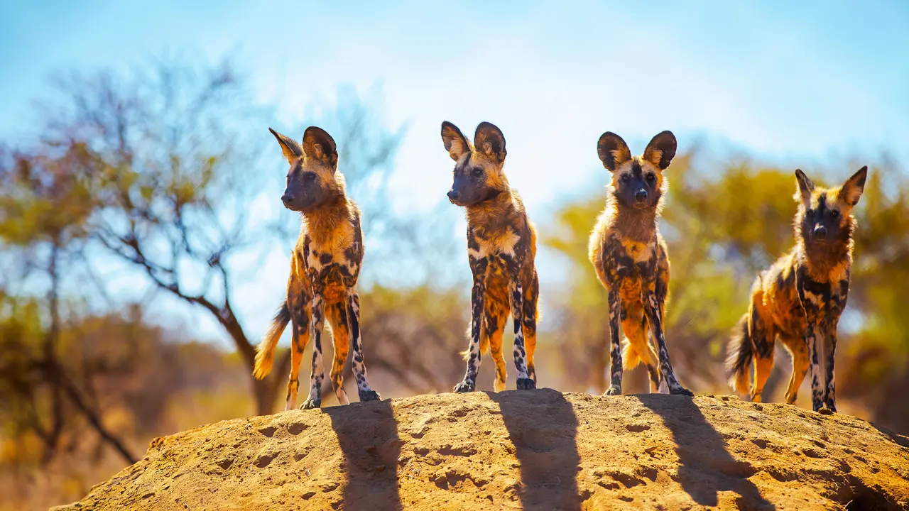 Painted dogs, Hwange National Park
