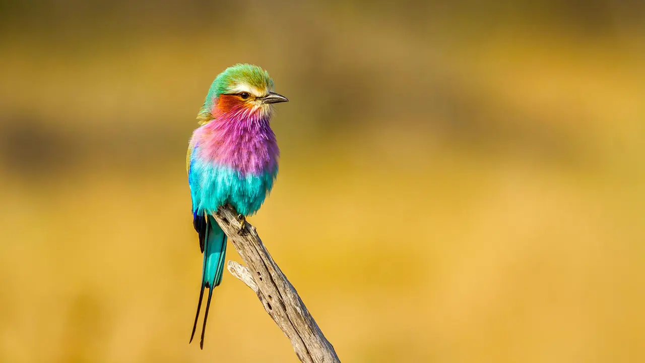 Lilac breasted roller
