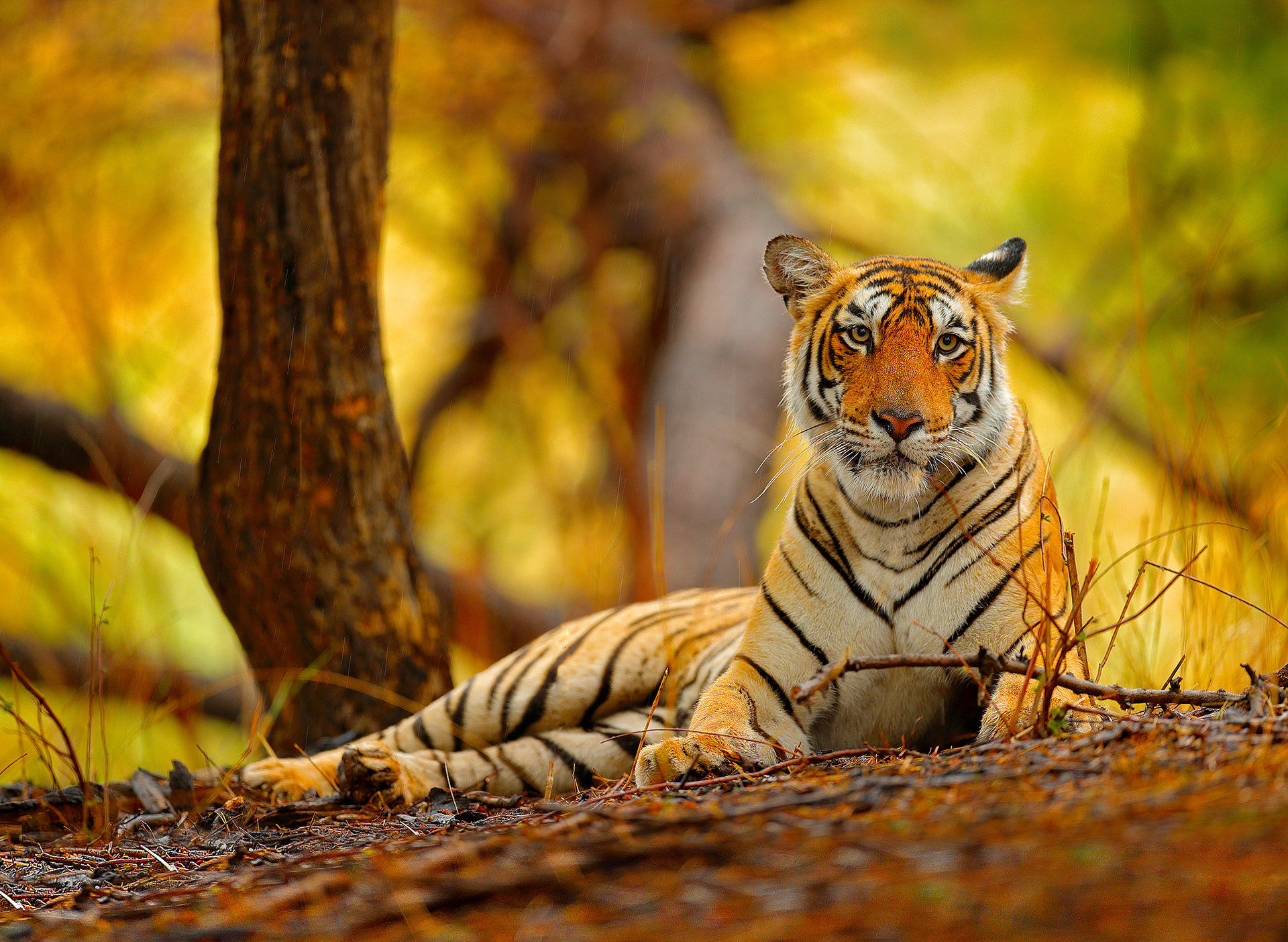 Sh 753506305 Tiger, Ranthambore National Park, Rajasthan, India