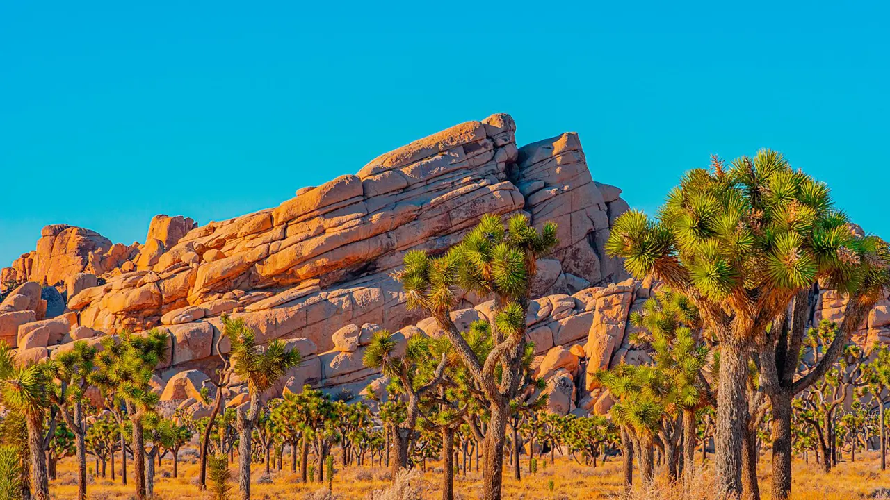 Sh 1932743393 Joshua Tree National Park, California