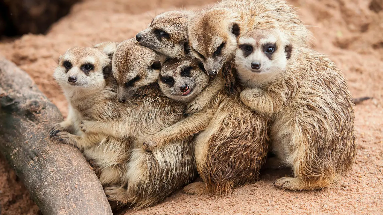 Meerkats, South Africa