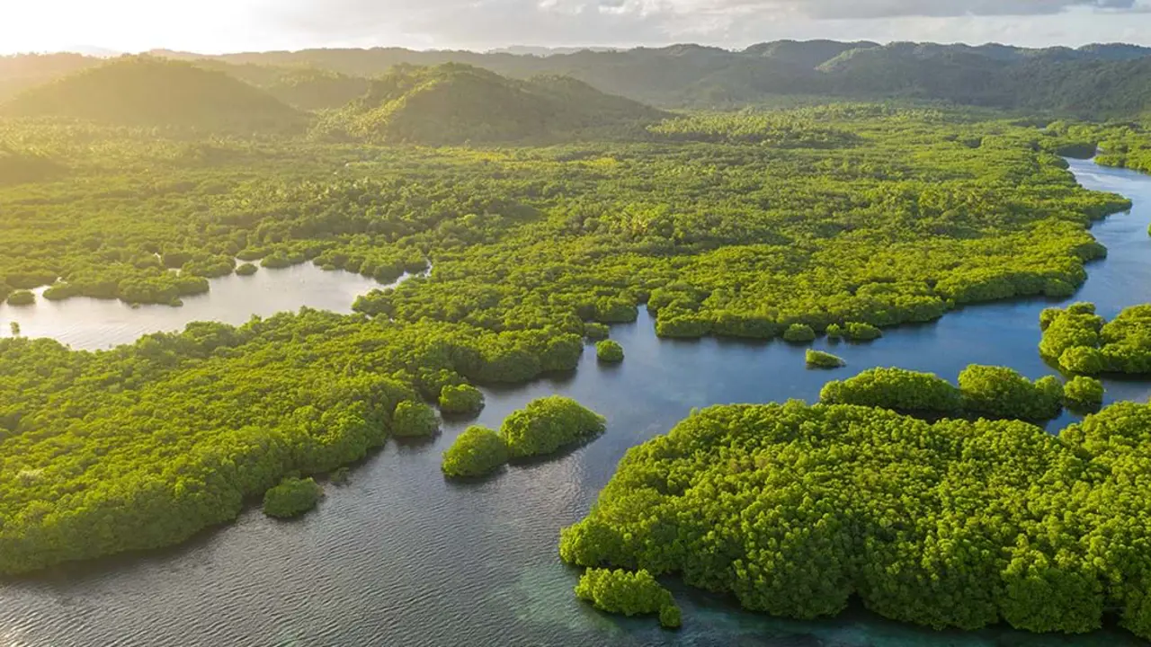 Amazon Rainforest