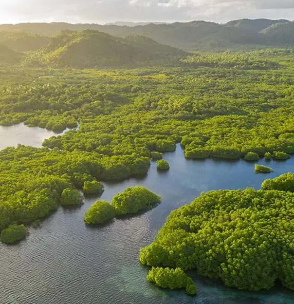 Amazon Rainforest