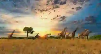 A group of giraffes stand on the open plains of Serengeti National Park in Tanzania, with golden grass and acacia trees stretching into the distance