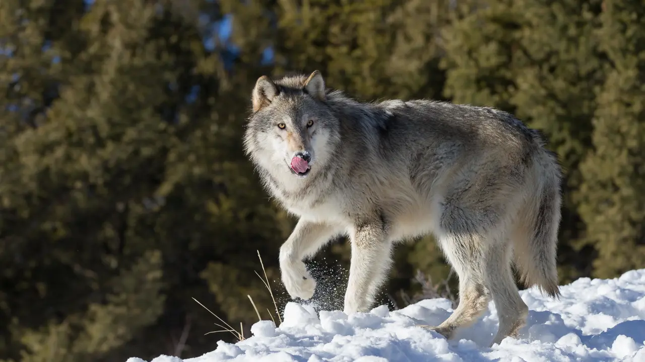 Canadian wolf