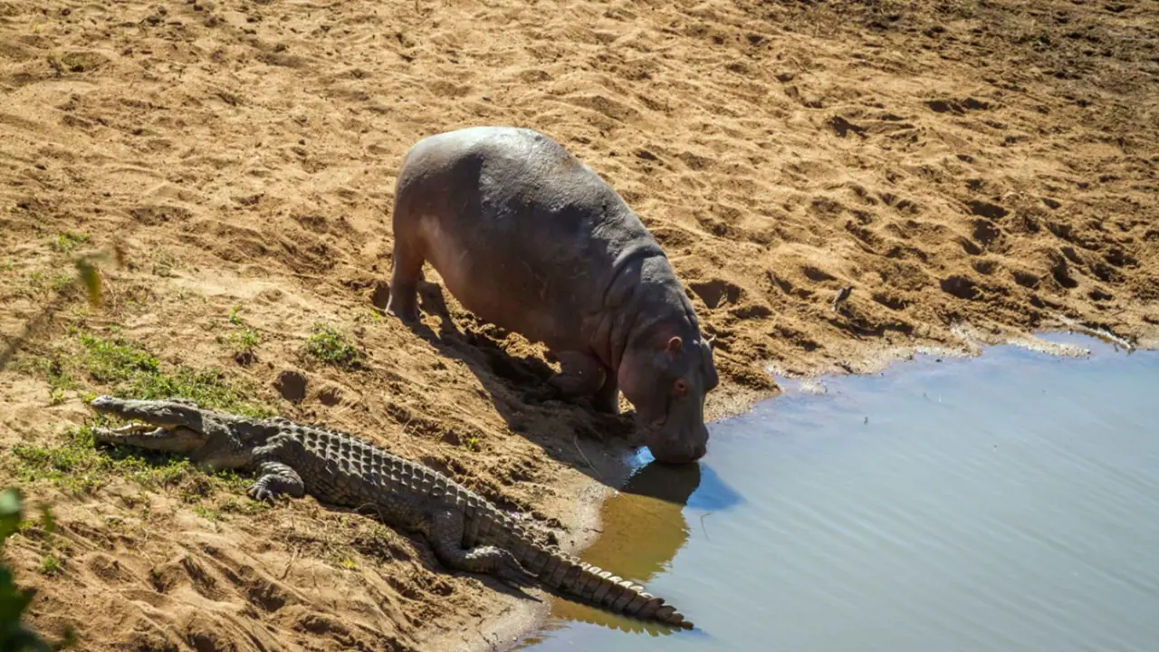 Hippo and crocodile, Hwange National Park 