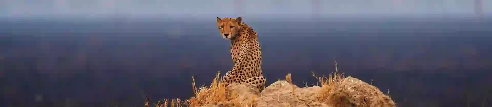 Cheetah In Botswana
