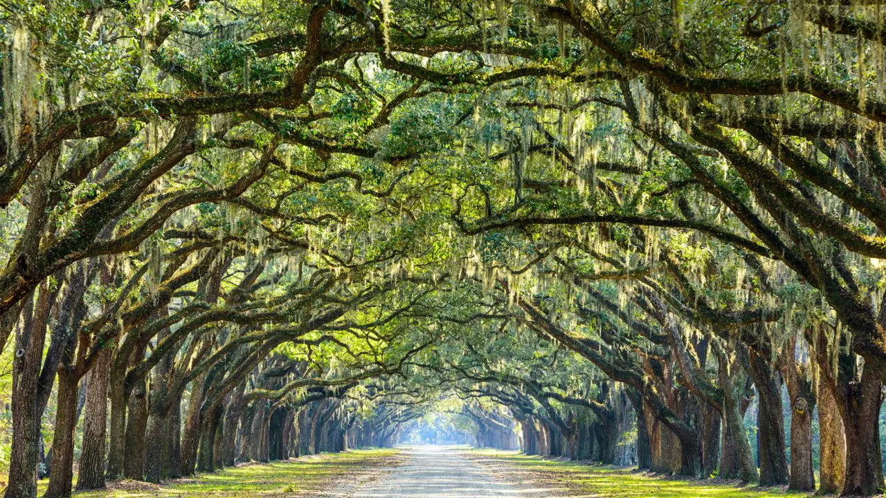 Wormsloe Plantation, Savannah