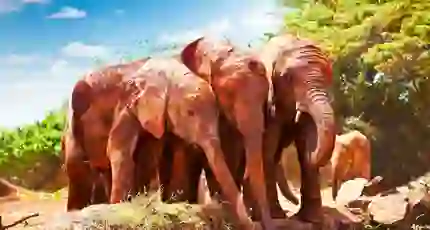 Tsavo National Park Red Elephants At Watering Hole