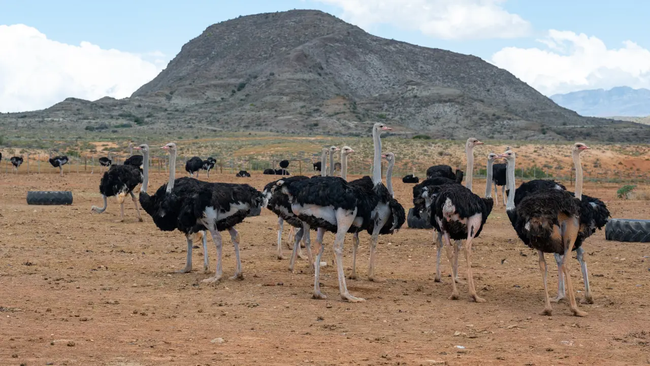 Ostrich farm, Outsthoorn
