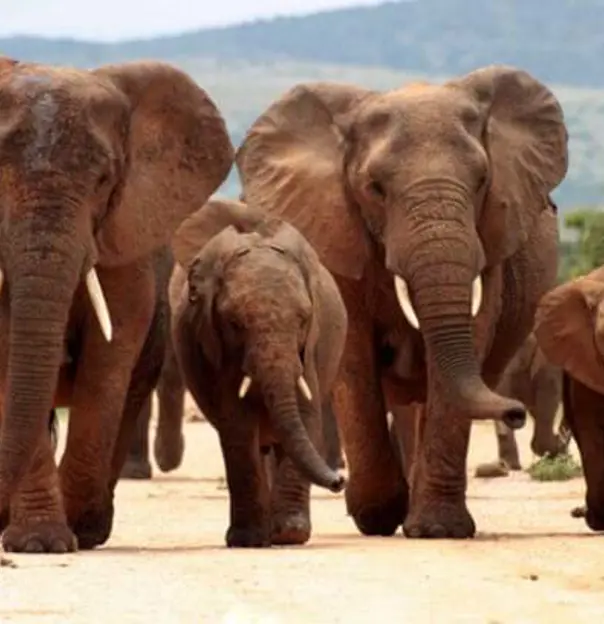 Best National Parks Kruger