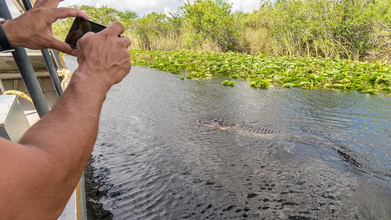 Sh 1200118213 Alligator from an Airboat, Everglades National Park, Florida, USA