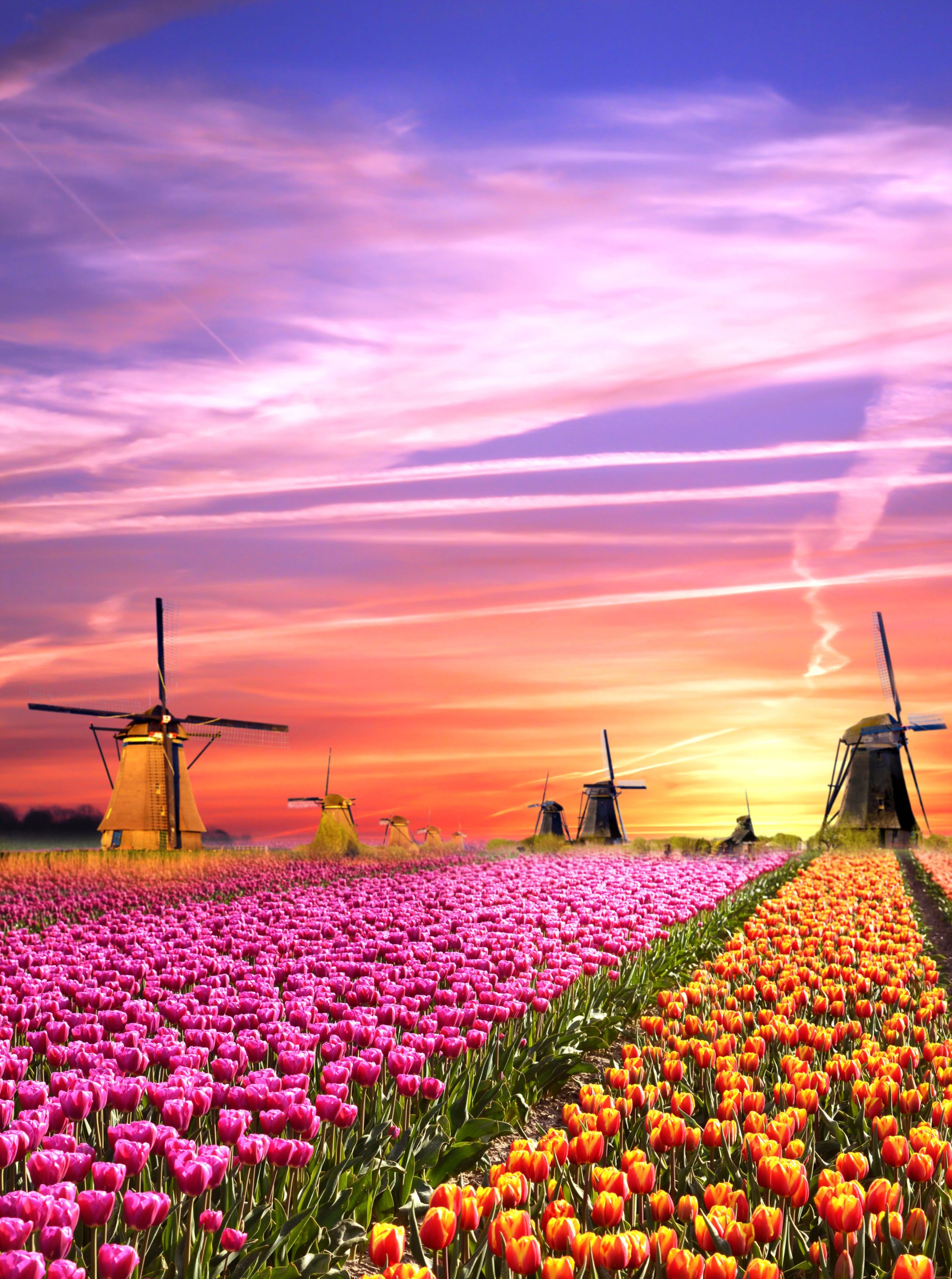 Sh 79671478 Tulips and Windmills, Netherlands