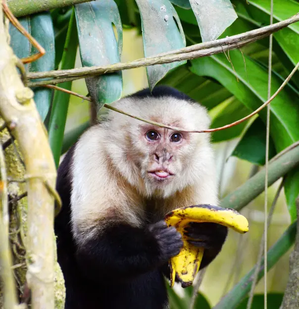 Capuchin monkey, Costa Rica