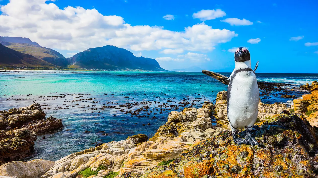 Boulders Beach penguins