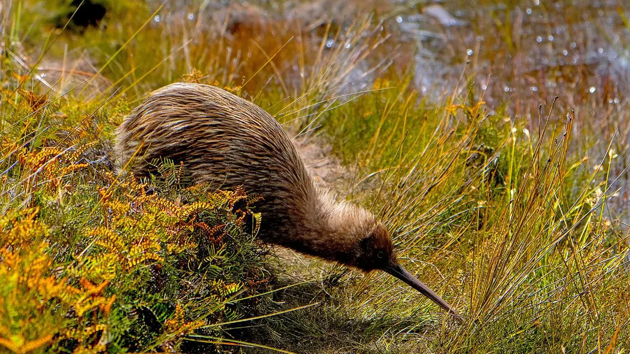 Kiwi, New Zealand
