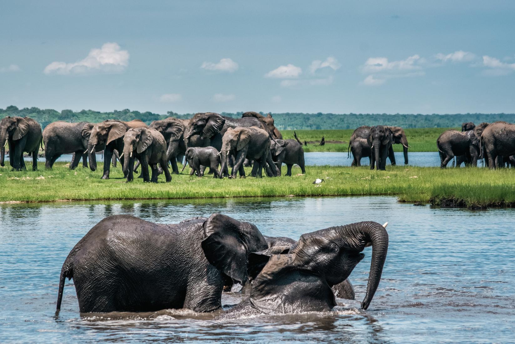 The Chobe Safari Lodge Boat Safari 23